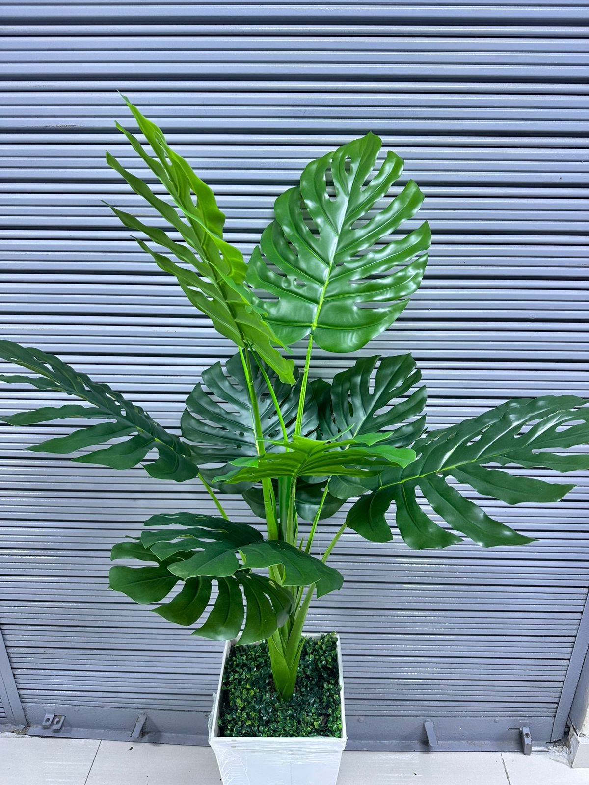 Planta Costilla de Adan x 10hojas + Maceta de trupan | 140cm